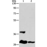 ANKRD54 Antibody from Signalway Antibody (36107) - Antibodies.com