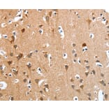 Immunohistochemistry - ANKRD54 Antibody from Signalway Antibody (36107) - Antibodies.com