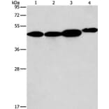 ARFGAP1 Antibody from Signalway Antibody (36127) - Antibodies.com