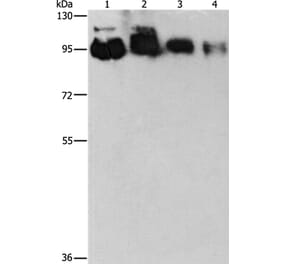 EPS15L1 Antibody from Signalway Antibody (36170) - Antibodies.com