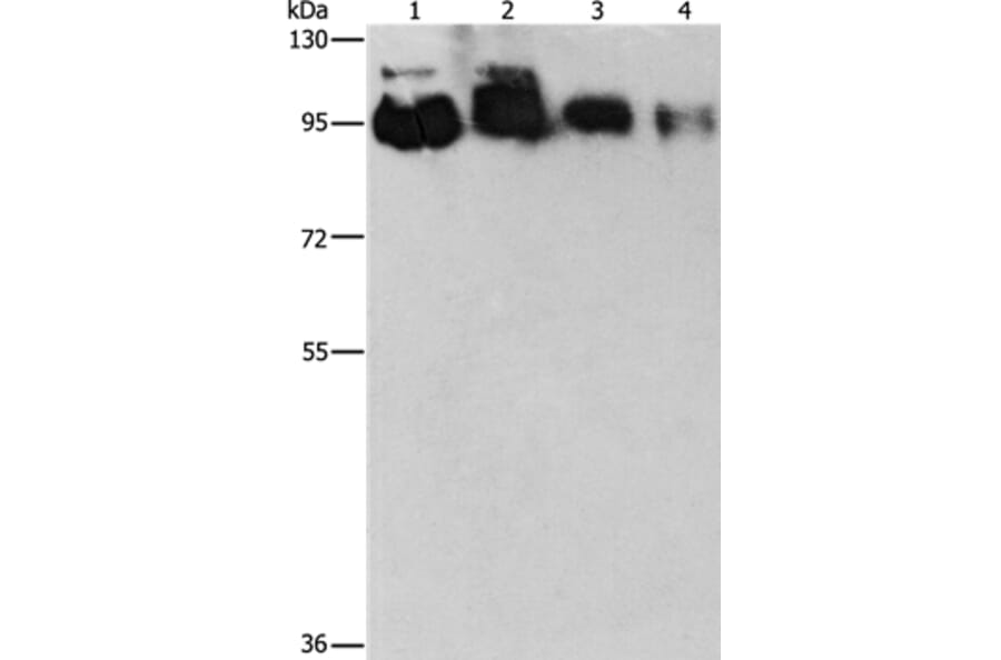 EPS15L1 Antibody from Signalway Antibody (36170) - Antibodies.com