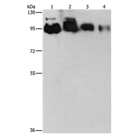 EPS15L1 Antibody from Signalway Antibody (36170) - Antibodies.com