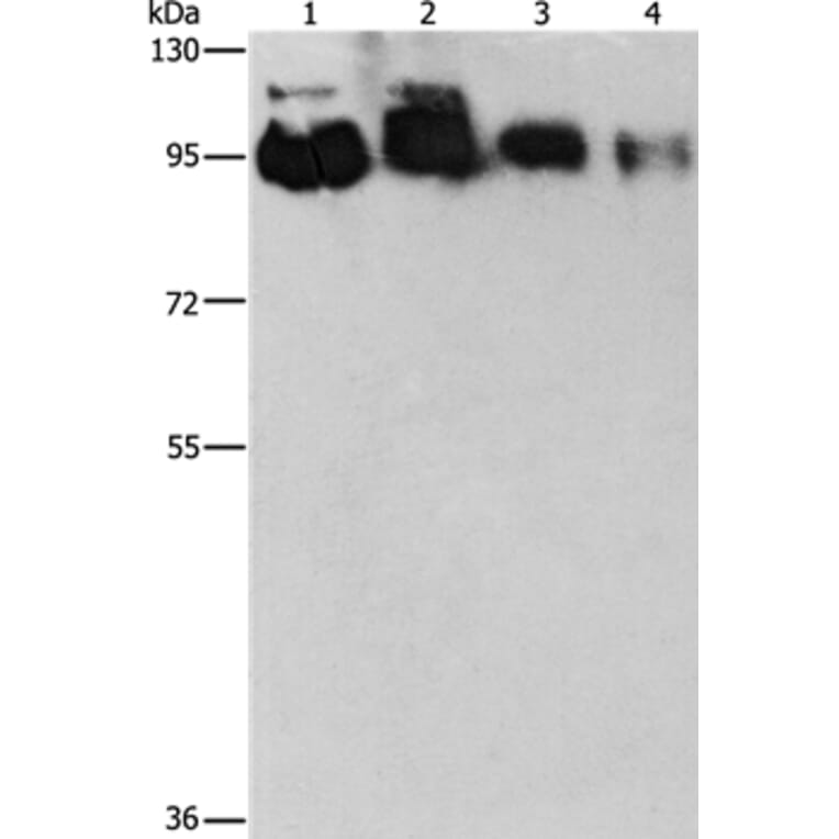 EPS15L1 Antibody from Signalway Antibody (36170) - Antibodies.com