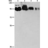 EPS15L1 Antibody from Signalway Antibody (36170) - Antibodies.com