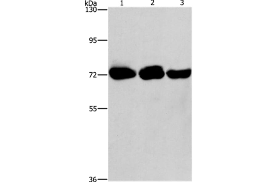 PIP5K1A Antibody from Signalway Antibody (36206) - Antibodies.com