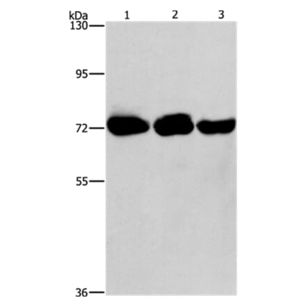 PIP5K1A Antibody from Signalway Antibody (36206) - Antibodies.com