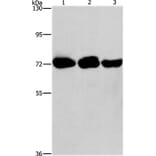 PIP5K1A Antibody from Signalway Antibody (36206) - Antibodies.com