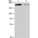 TP53BP2 Antibody from Signalway Antibody (36266) - Antibodies.com