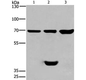 CABLES1 Antibody from Signalway Antibody (36296) - Antibodies.com