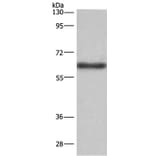 SIGLEC5 Antibody from Signalway Antibody (36324) - Antibodies.com