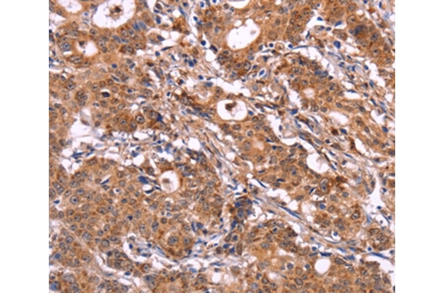 Immunohistochemistry - SIGLEC5 Antibody from Signalway Antibody (36324) - Antibodies.com