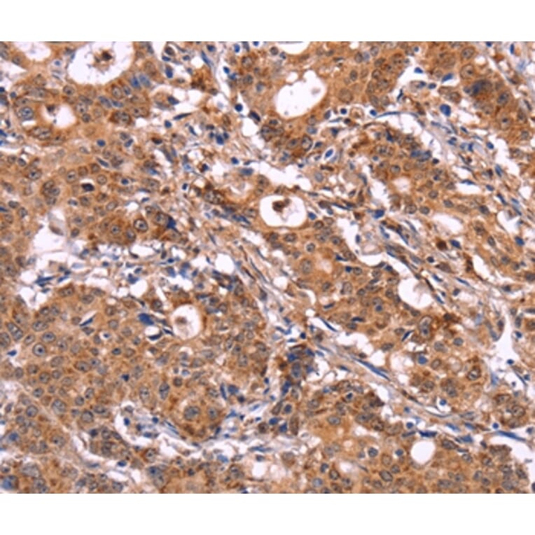 Immunohistochemistry - SIGLEC5 Antibody from Signalway Antibody (36324) - Antibodies.com