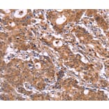 Immunohistochemistry - SIGLEC5 Antibody from Signalway Antibody (36324) - Antibodies.com