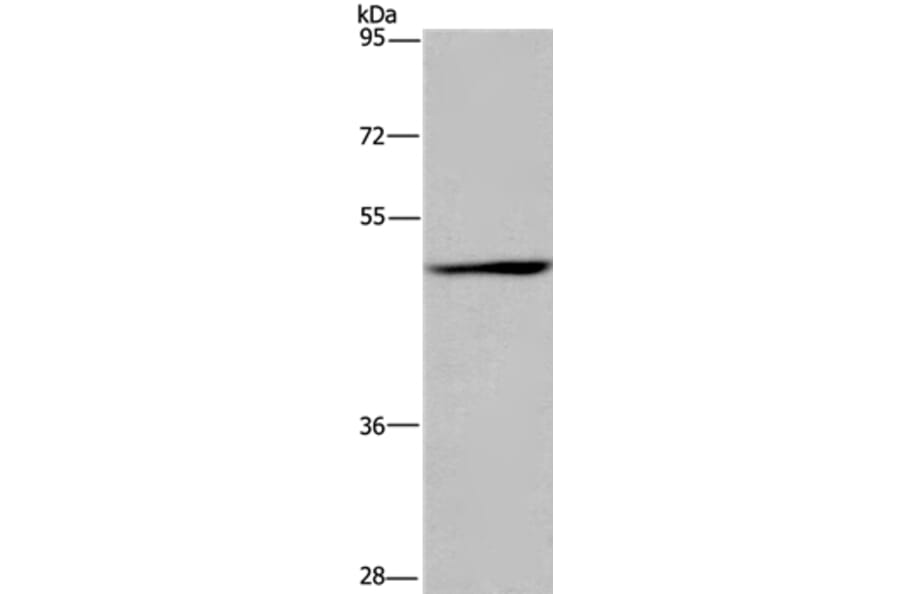SIGLEC9 Antibody from Signalway Antibody (36329) - Antibodies.com
