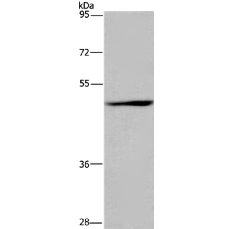 SIGLEC9 Antibody from Signalway Antibody (36329) - Antibodies.com