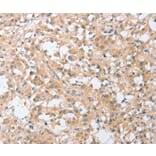 Immunohistochemistry - SIGLEC9 Antibody from Signalway Antibody (36329) - Antibodies.com