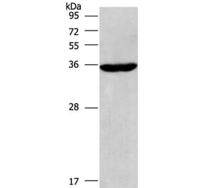 CIAPIN1 Antibody from Signalway Antibody (36352) - Antibodies.com