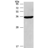 CIAPIN1 Antibody from Signalway Antibody (36352) - Antibodies.com