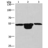 PLEKHO1 Antibody from Signalway Antibody (36356) - Antibodies.com
