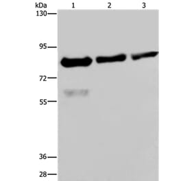 FASTKD2 Antibody from Signalway Antibody (36470) - Antibodies.com