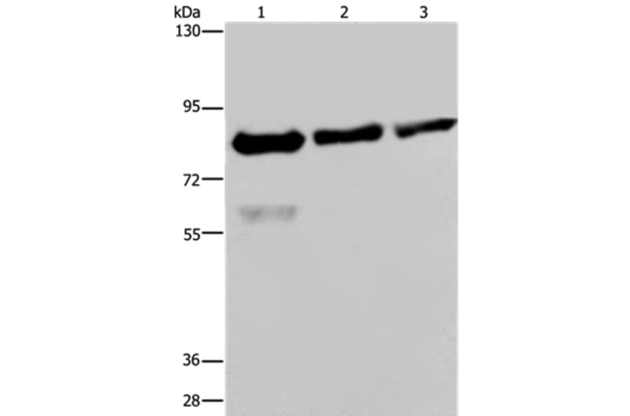 FASTKD2 Antibody from Signalway Antibody (36470) - Antibodies.com
