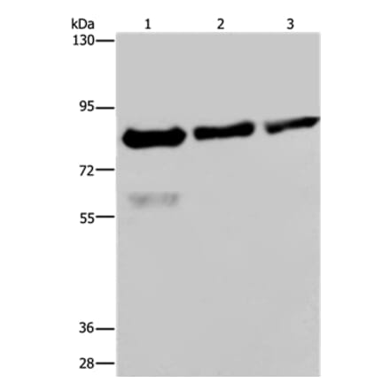 FASTKD2 Antibody from Signalway Antibody (36470) - Antibodies.com