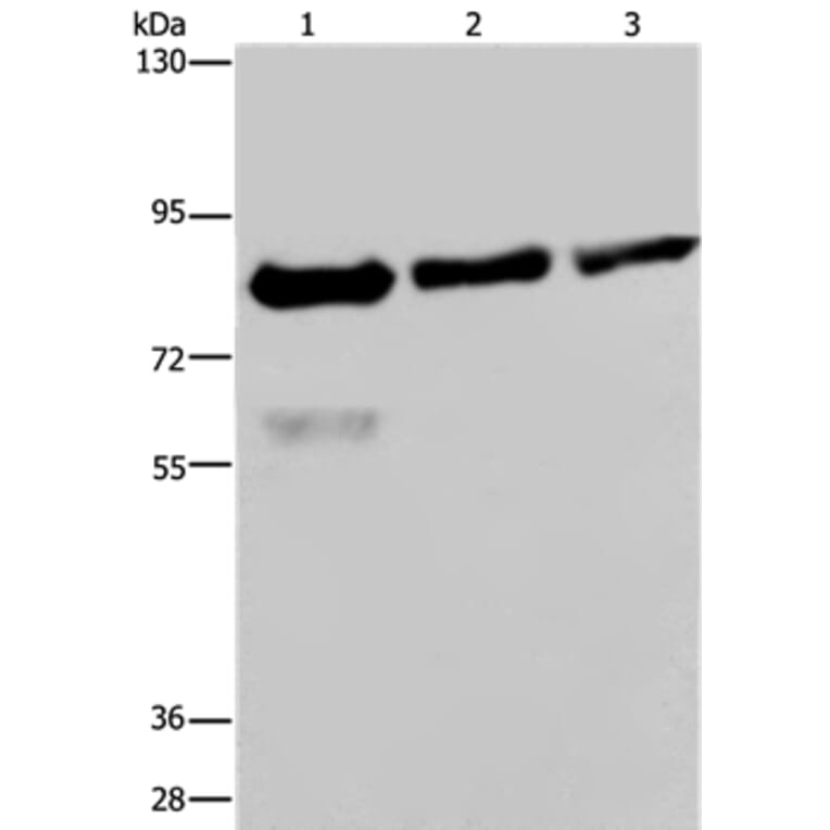 FASTKD2 Antibody from Signalway Antibody (36470) - Antibodies.com