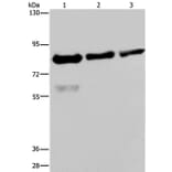 FASTKD2 Antibody from Signalway Antibody (36470) - Antibodies.com