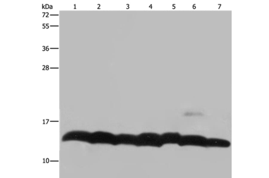 HIST4H4 Antibody from Signalway Antibody (36519) - Antibodies.com