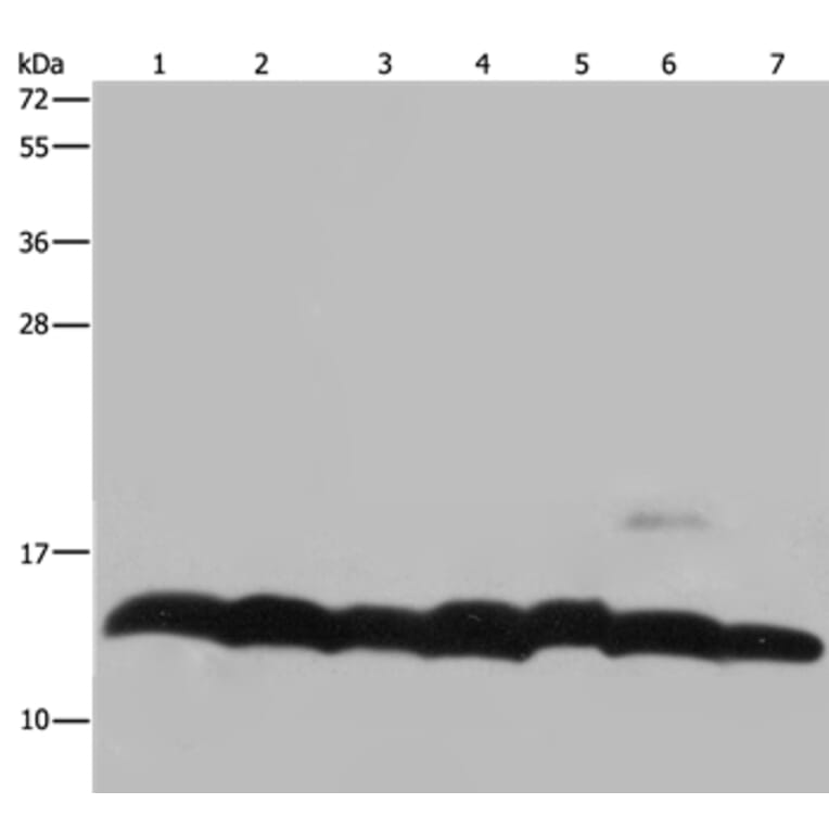 HIST4H4 Antibody from Signalway Antibody (36519) - Antibodies.com