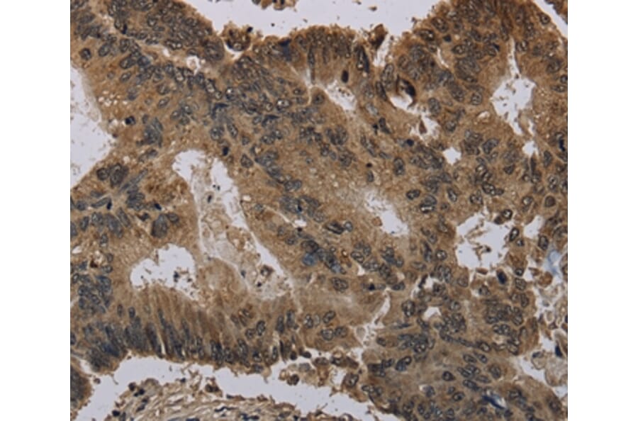 Immunohistochemistry - HIST4H4 Antibody from Signalway Antibody (36519) - Antibodies.com