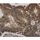 Immunohistochemistry - HIST4H4 Antibody from Signalway Antibody (36519) - Antibodies.com