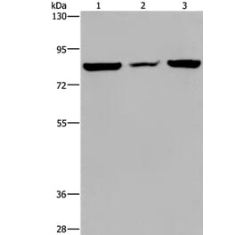 LEPREL2 Antibody from Signalway Antibody (36584) - Antibodies.com