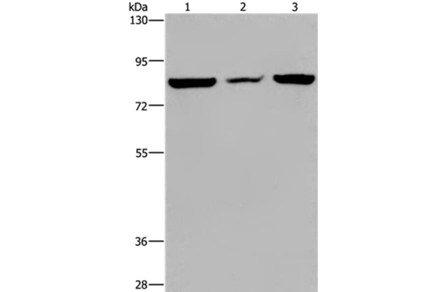 LEPREL2 Antibody from Signalway Antibody (36584) - Antibodies.com