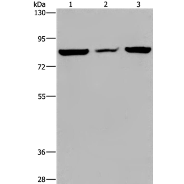 LEPREL2 Antibody from Signalway Antibody (36584) - Antibodies.com