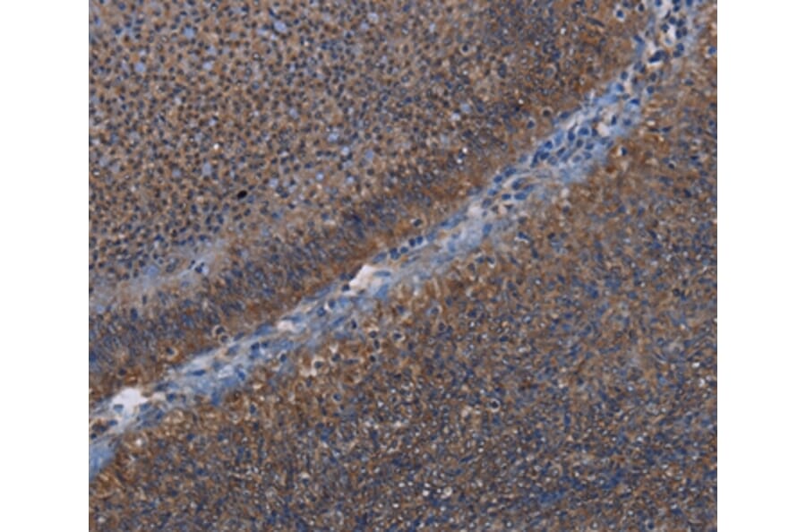 Immunohistochemistry - LEPREL2 Antibody from Signalway Antibody (36584) - Antibodies.com