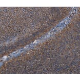 Immunohistochemistry - LEPREL2 Antibody from Signalway Antibody (36584) - Antibodies.com
