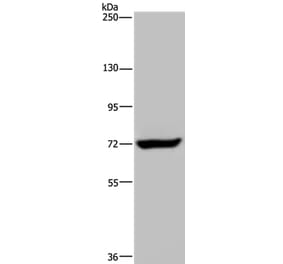 ZC3H12A Antibody from Signalway Antibody (36604) - Antibodies.com