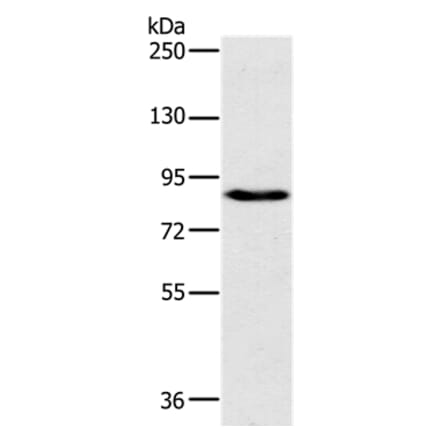 PLEKHG6 Antibody from Signalway Antibody (36627) - Antibodies.com