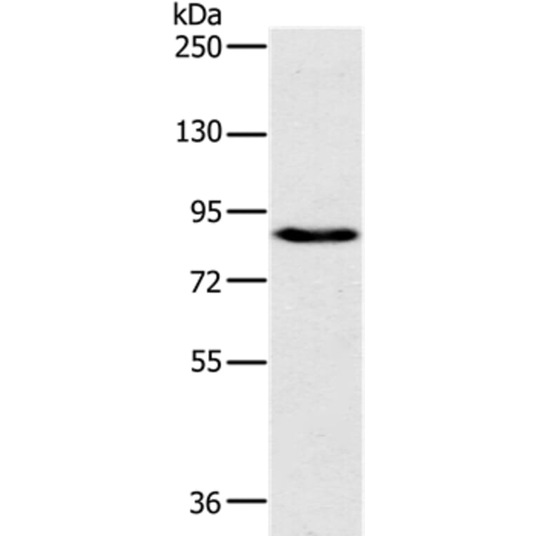 PLEKHG6 Antibody from Signalway Antibody (36627) - Antibodies.com