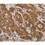 Immunohistochemistry - NDUFA10 Antibody from Signalway Antibody (36635) - Antibodies.com