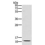 SCGB2A1 Antibody from Signalway Antibody (36684) - Antibodies.com