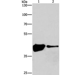 MAPK11 Antibody from Signalway Antibody (37131) - Antibodies.com