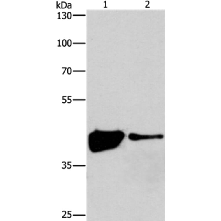 MAPK11 Antibody from Signalway Antibody (37131) - Antibodies.com