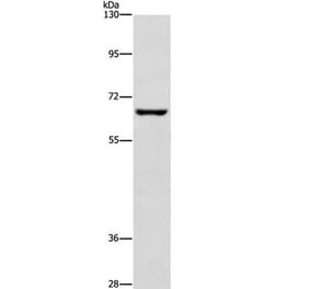 CDC25B Antibody from Signalway Antibody (37166) - Antibodies.com