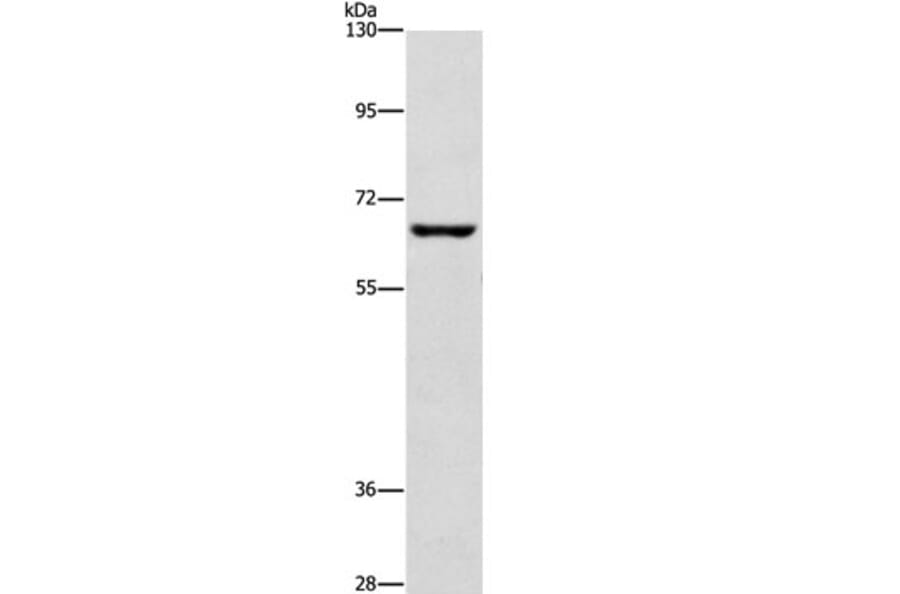 CDC25B Antibody from Signalway Antibody (37166) - Antibodies.com