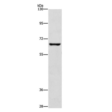 CDC25B Antibody from Signalway Antibody (37166) - Antibodies.com