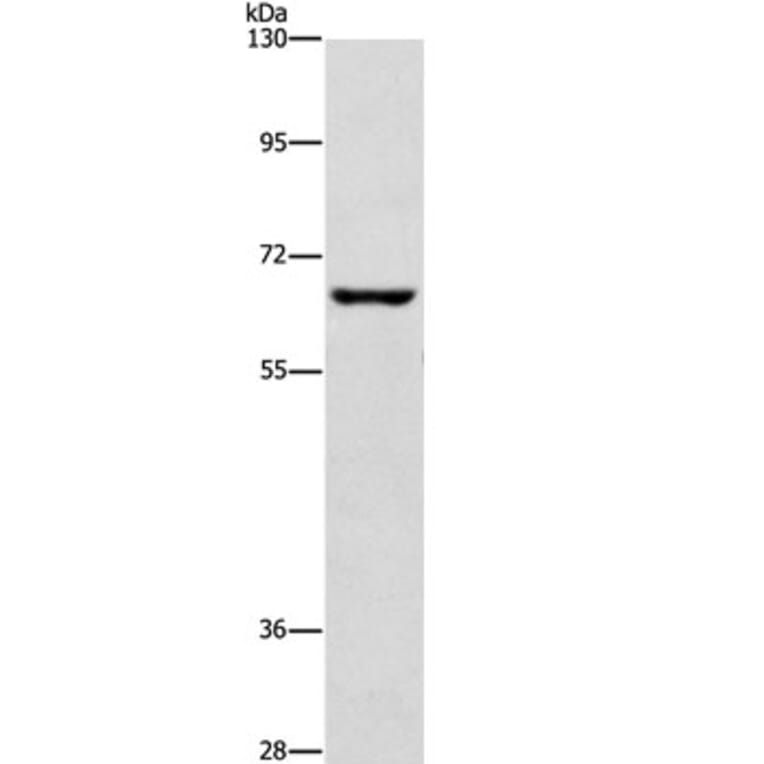 CDC25B Antibody from Signalway Antibody (37166) - Antibodies.com