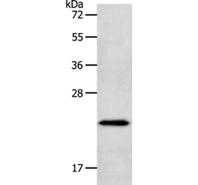 NEUROG1 Antibody from Signalway Antibody (37184) - Antibodies.com