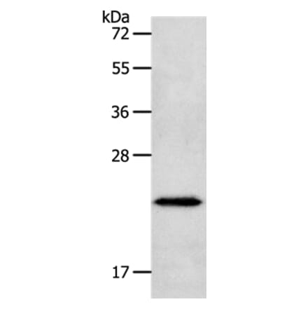 NEUROG1 Antibody from Signalway Antibody (37184) - Antibodies.com